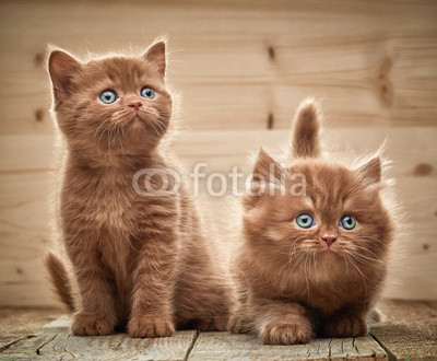 two brown british kittens