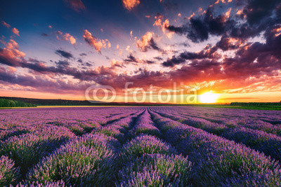 Lavender flower blooming fields in endless rows. Sunset shot.