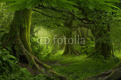 Jungla tropical del sudeste asiático 