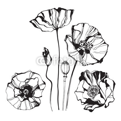 Poppy, isolated elements for design on a white background. 
Vector illustration.