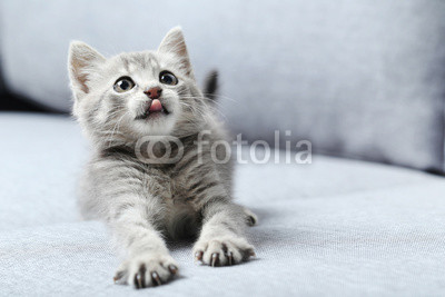 Beautiful little cat on a grey sofa