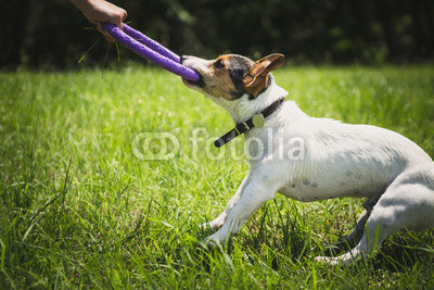 man playing with small dog breeds Jack Russell Terrier in a bright ring on the grass on a summer day