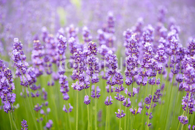 Meadow of lavender. Nature composition. Selective focus