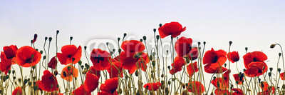 Klatschmohn in der Abendstimmung