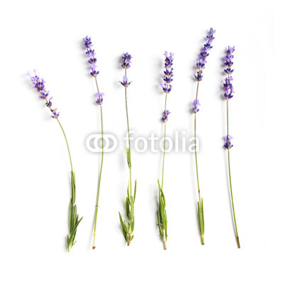 lavender flowers set