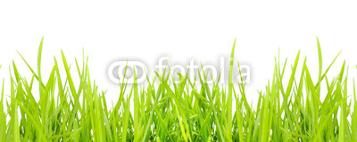 Grass in high definition isolated on a white background