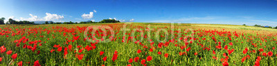 Wiese mit rotem Mohn unterhalb der schwäbischen Alb