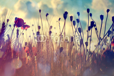 Wheat field and poppies
