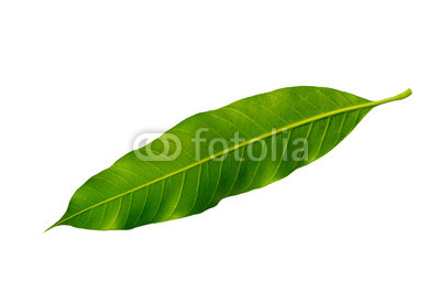 Close-up back mangoes leaves isolated on white background.