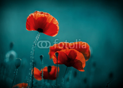 Amazing poppy field . Summer flowers .