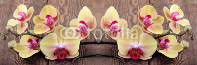 Orchidea phalaenopsis