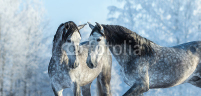 Portrait of two spanish grey stallions in winter forest