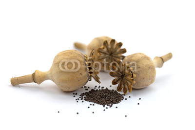 Mohnkapseln,Mohn,Papaver,Mohnsamen