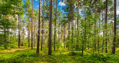 Wald Natur Landschaft