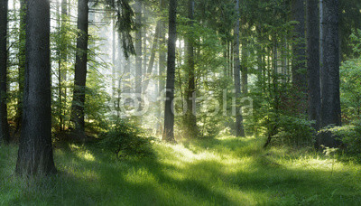 Natural Forest of Spruce Trees, Sunbeams through Fog create mystic Atmosphere