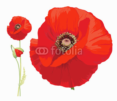 Red poppy (Papaver rheas) -
Hand drawn vector illustration of a red poppy in full bloom and a bud on transparent background.

