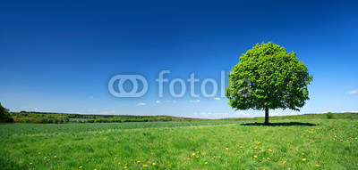 Linden Tree on Meadow with Dandelion Flowers in Spring Landscape under Blue Sky