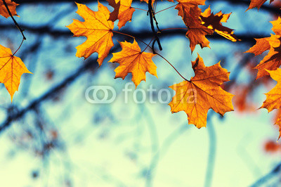 autumn leaves on sky