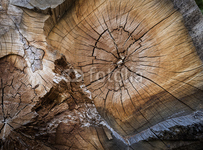 bois matière texture tronc tranche fendu arbre noeud bûcheron