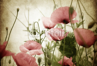 mohnblumen alt papier