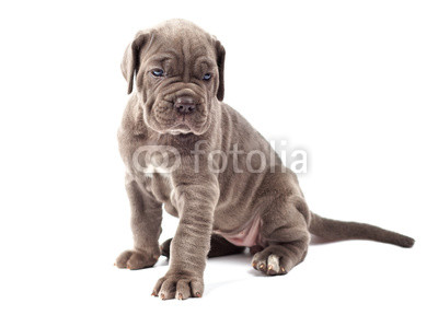 Beautiful young puppy italian mastiff cane corso (1 month)