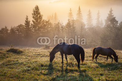 Mountain landscape with grazing horse