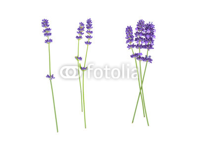 Lavender flowers isolated on white 