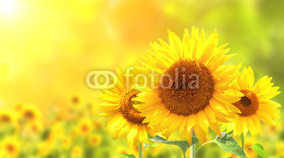 Sunflowers on blurred sunny background