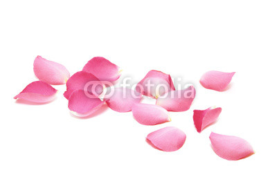 Petals of roses on a white background