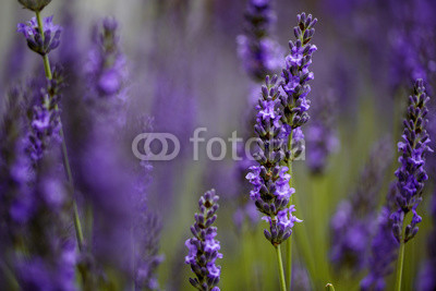 Beautiful Lavender blooming in early summer