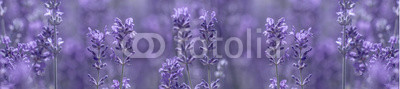aromatic lavender grows on the field
