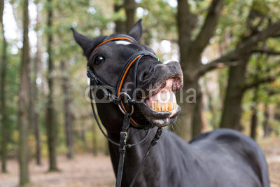funny smiling black horse
