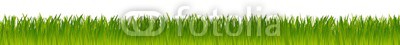 green realistic vector grass meadow isolated on white background