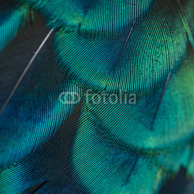 close-up peacock feathers
