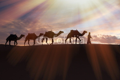 Africa, North Africa, Tafilalet, Erfoud, Merzouga, Erg Chebbi, Dromedary (Camelus dromedarius) camels/caravan  being led through desert by Tuareg man, on the Erg Chebbi Dunes (up to 400 ft in height).