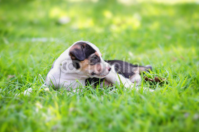cute Beagle puppy happy over the meadow and sunshine