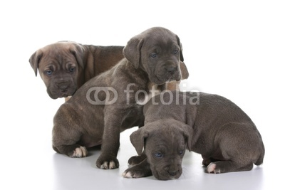 italian mastiff cane corso