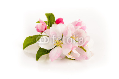 Apfelblüte