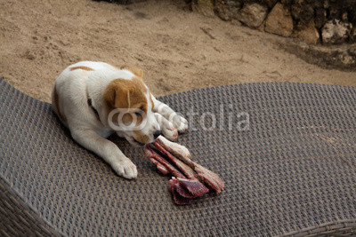 Little dog is sitting on sunchair eating a gill