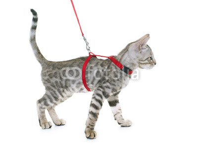 silver bengal kitten and harness