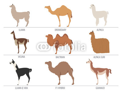 Camel, llama, guanaco, alpaca breeds icon set. Animal farming