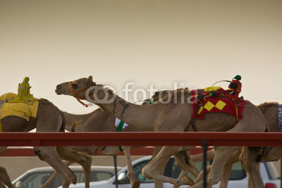 Camel racing