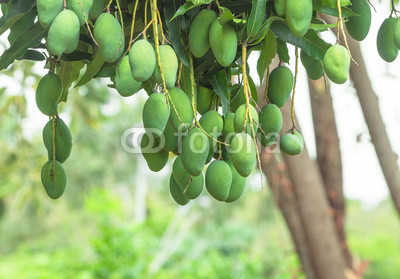 Tree with mango fruits hanging from branches
