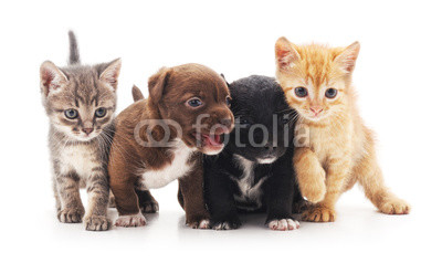 Kittens and puppies.