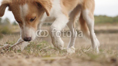 Domesticated canine mammal Canis lupus familiaris eating bones outdoor slow-mo 1920X1080 HD footage - Slow motion of domestic dog feeding in nature 1080p FullHD video 