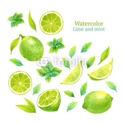 Watercolor vector lime and mint