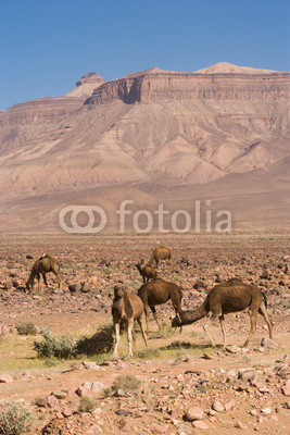 Dromedary at the R108, Morocco