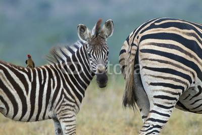 Burchell's zebra (Equus quagga burchellii)  Natal S. Africa