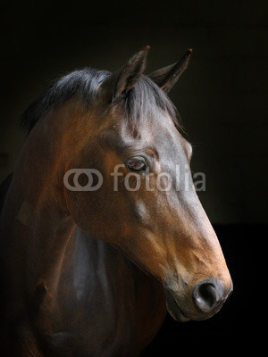 Horse Headshot