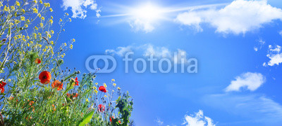 Mohnblumen, Klatschmohn, Feldblumen